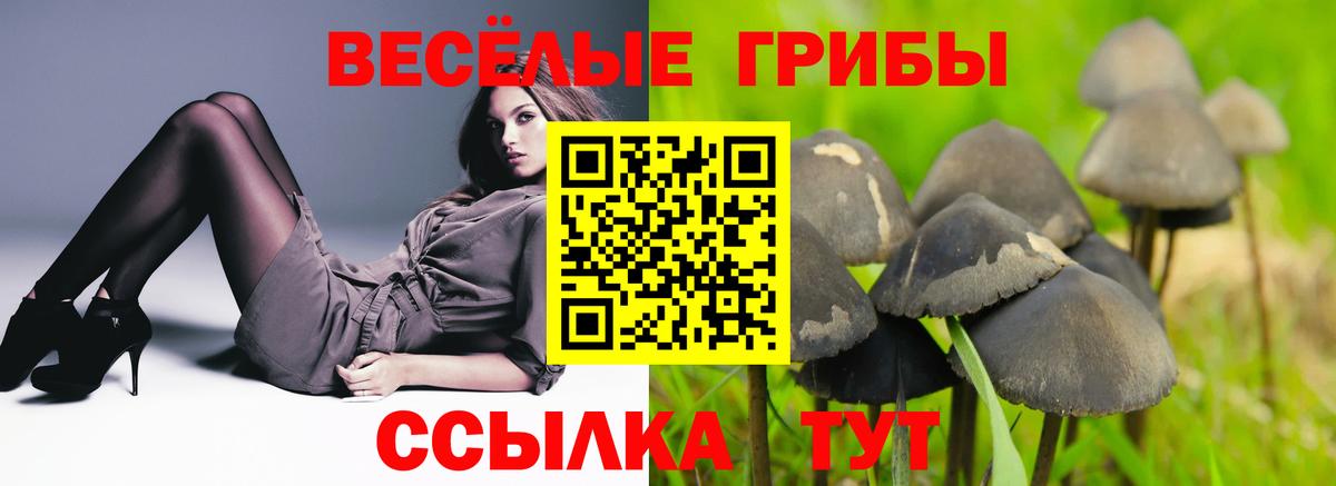 Псилоцибиновые грибы Cubensis  Вход с VPN  Сосновый Бор 